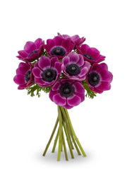 Anémonas Fucsia