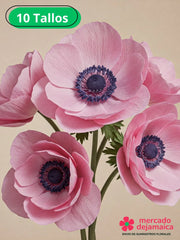 Anémonas rosa