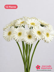 Gerberas blancas caja