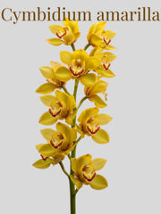 Orquídea Cymbidium Amarilla