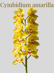 Orquídea Cymbidium Amarilla