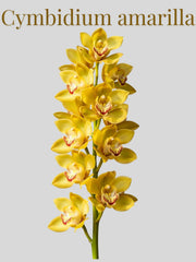 Orquídea Cymbidium Amarilla