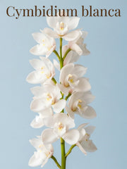Orquídea Cymbidium Blanca