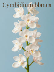 Orquídea Cymbidium Blanca
