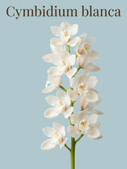 Orquídea Cymbidium Blanca