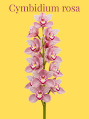 Orquídea Cymbidium Rosa