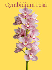 Orquídea Cymbidium Rosa