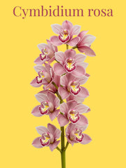 Orquídea Cymbidium Rosa