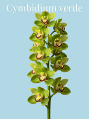 Orquídea Cymbidium Verde