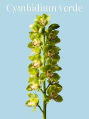 Orquídea Cymbidium Verde