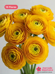 Ranunculus Amarillo