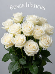 Rosa Blanca