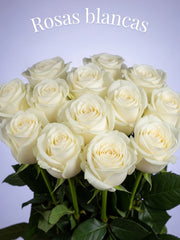 Rosa Blanca