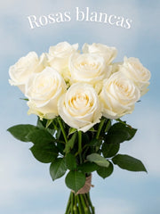 Rosa Blanca