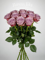 Rosas Lila
