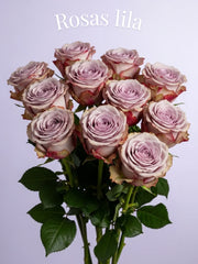 Rosas Lila