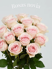 Rosa Novia