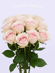 Rosa Novia