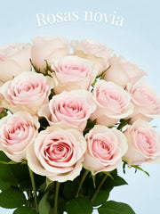 Rosa Novia