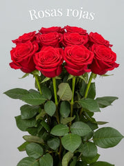 Rosa Roja