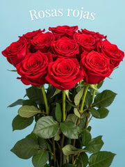 Rosa Roja