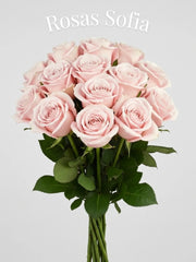 Rosa Princess Sofía