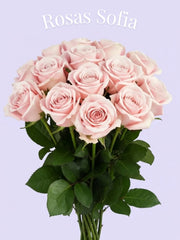 Rosa Princess Sofía