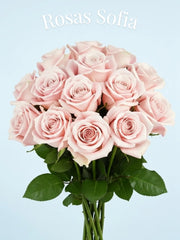 Rosa Princess Sofía