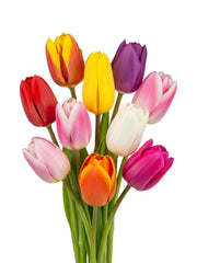 10 Tulipanes Mixtos