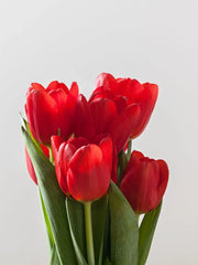 Tulipanes rojos ramo