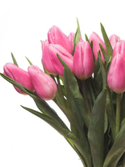 Tulipanes rosa