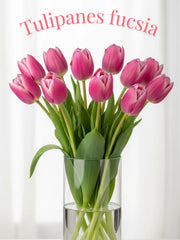 Tulipanes Fucsia